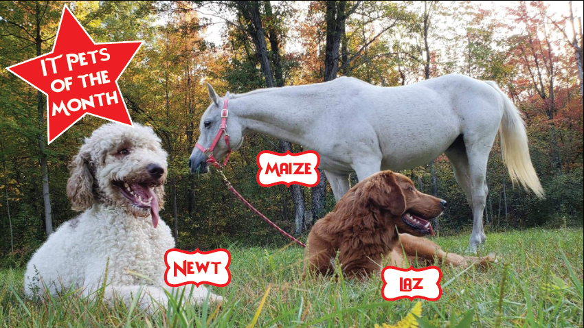 Just some of our adorable IT pets 🐶🐴 #itpetofthemonth #itpets #PetParentsDay #dogsoftwitter  #horsesoftwitter