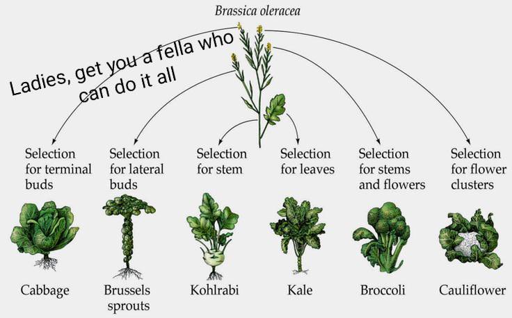 I’m so grateful that there’s an entire genre of brassica memes