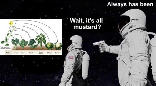 I’m so grateful that there’s an entire genre of brassica memes