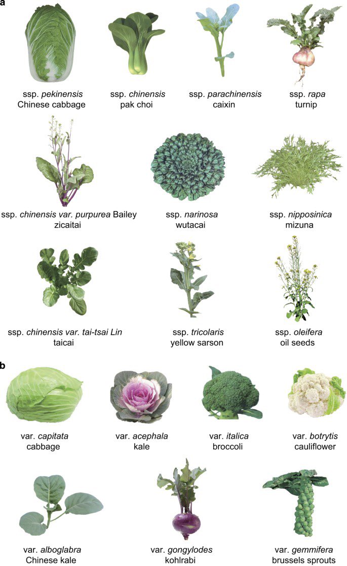 An inordinate variety of cabbages  https://www.nature.com/articles/sdata2016119