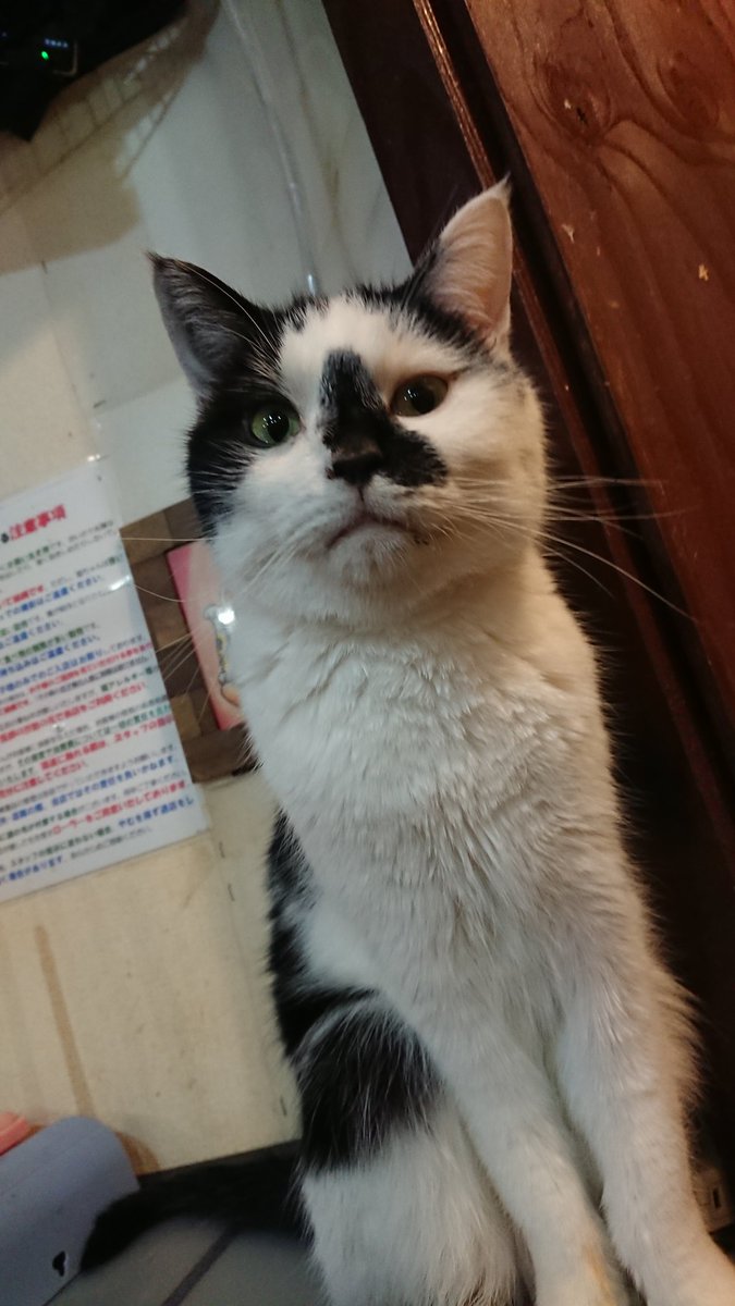 猫カフェ Shana シャナ Catcafe Shana Twitter 猫カフェ Shana シャナ Catcafe Shana Twitter