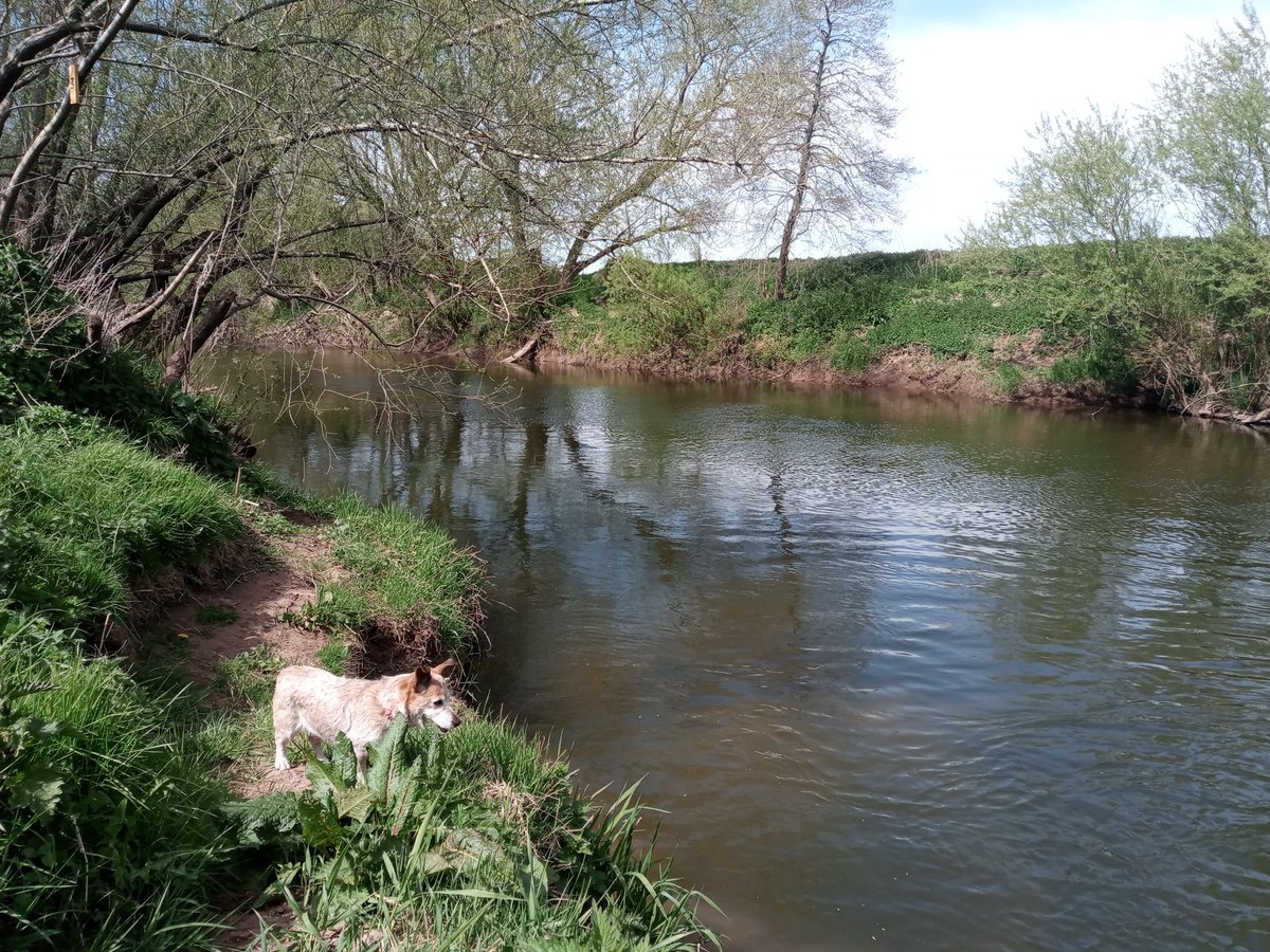 Downloading our barbel movement and temperature data, couldn't ask for better weather ☀