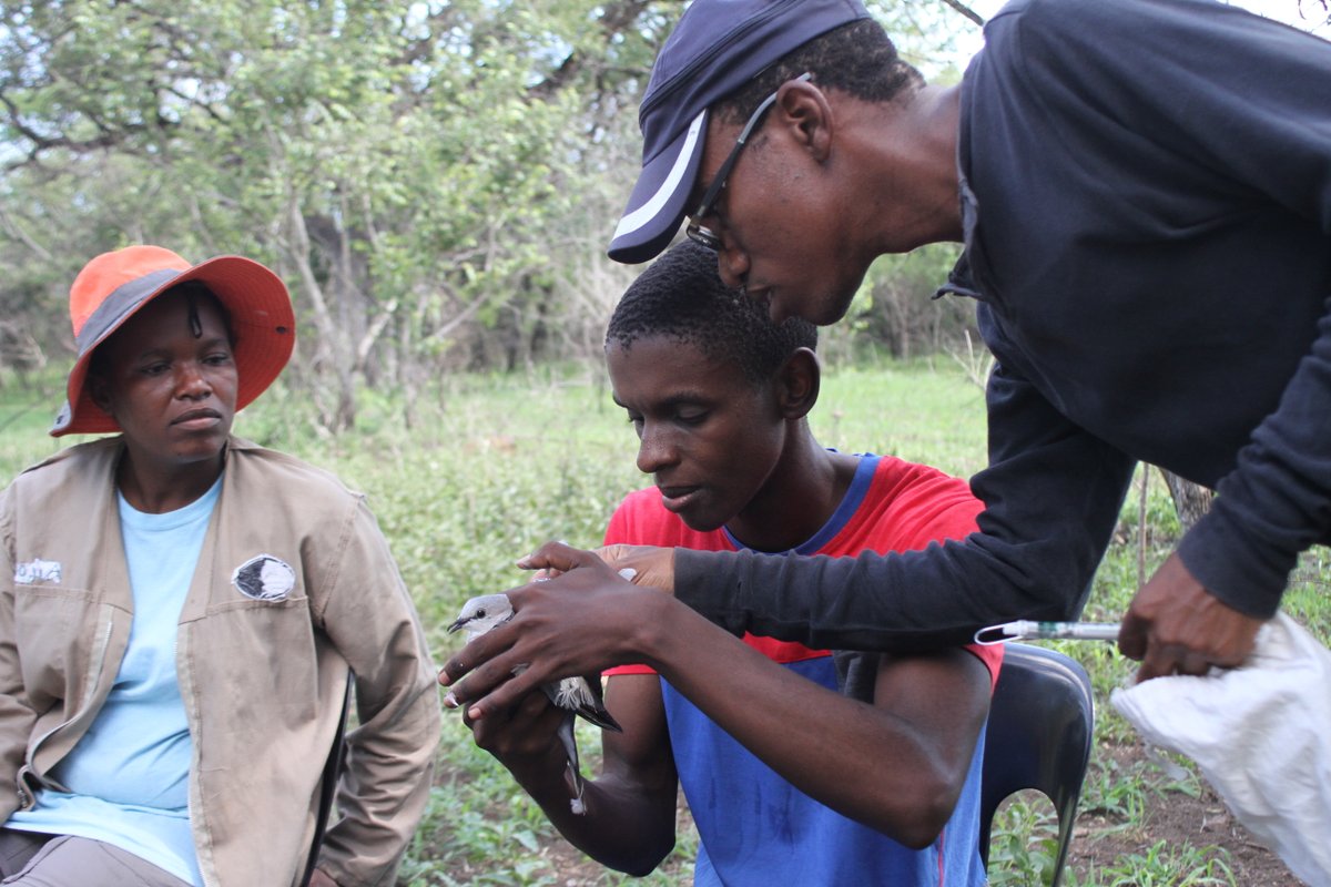 B10K_Project's tweet photo. Thanks to Prof. Ara Mondadjem, Ben Smit and their team of ornithologists in Eswatini and South Africa. The B10K project has completed a successful field work season and will be able to provide high quality samples for the genus phase and the up coming species phase of https://t.co/vDldUn3i43