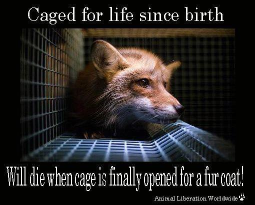 honeybadgerpanda tweet media