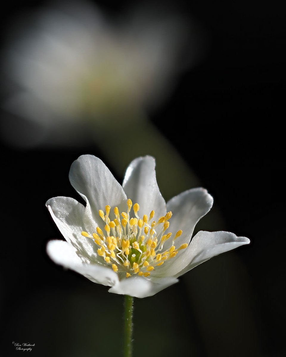 RonWestbroek's tweet photo. Bosanemoon
Wood anemoon

#bosanemoon
#woodanemone
#natgeonl
#flowers 
@Roots_NL 
@ZOOMnl 
#bns_flowers 
#bns_macro 
#flowermagic 
#nature 
#nature_lovers
#catch_holland
#ig_discover_holland
@ChipFoto
#hollandinbeeld
@getolympus
#zoomnl 
#natuurfotografie
#olympusmoments https://t.co/ieurgOLQC5