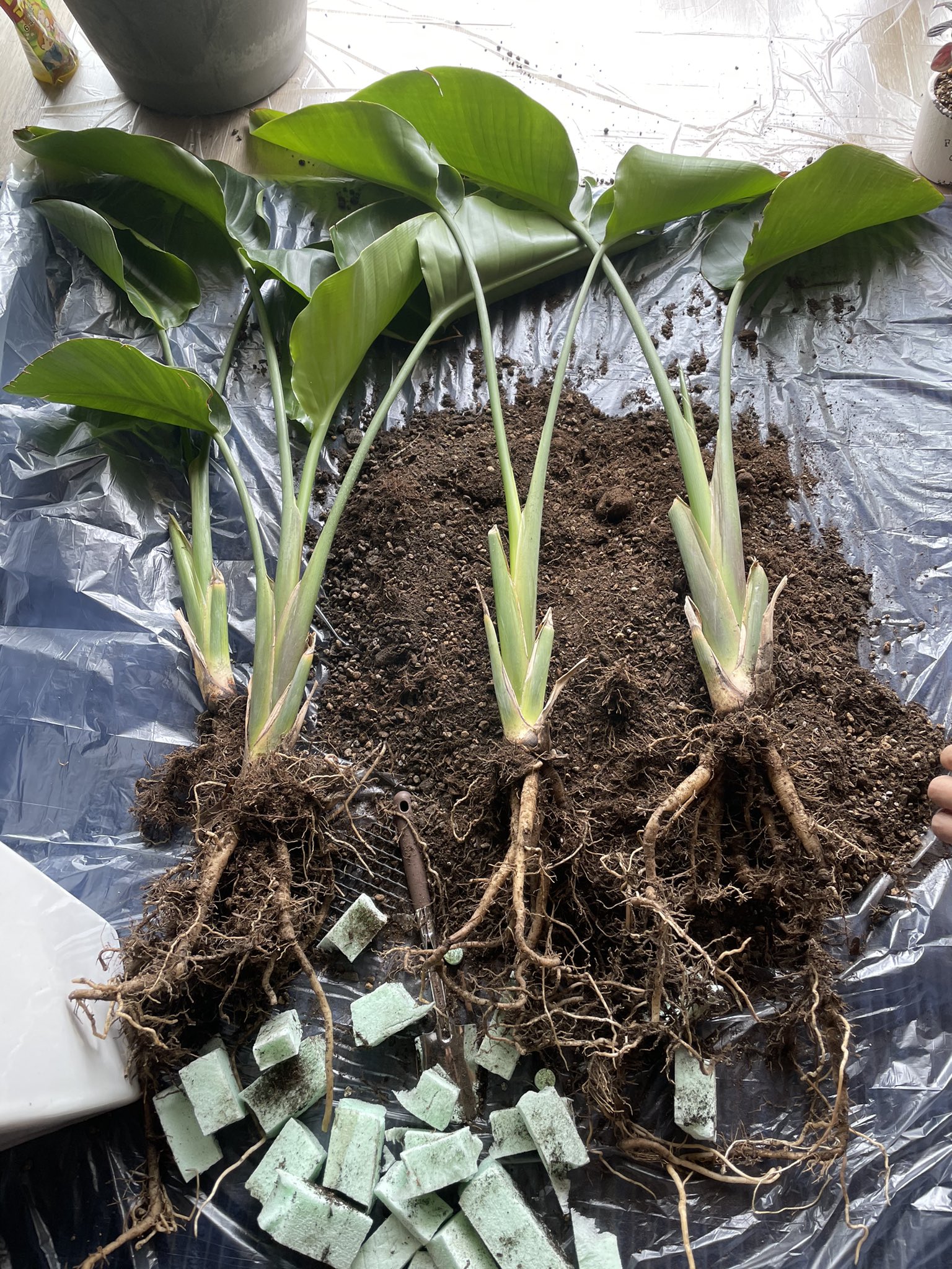 吉田宗洋 我家の大物 ストレリチア かーーーーーなり育ったので 初めての植替え 株分け この子が一番思い出深いので緊張するのです T Co Gsoevwrwod Twitter