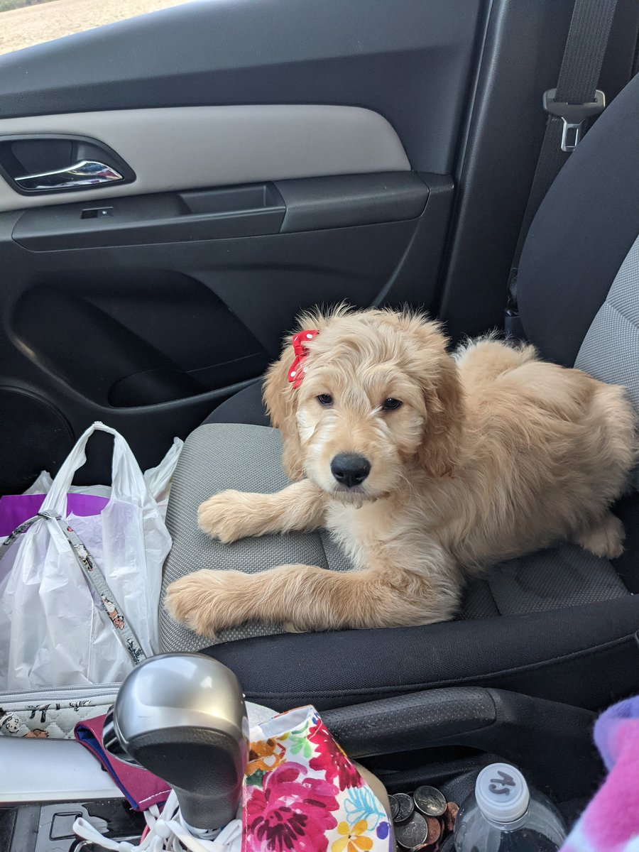 ASandilla_13's tweet photo. I'm case you didn't know yet, meet Kali Rose 💜 https://t.co/qmLhm3YUXx