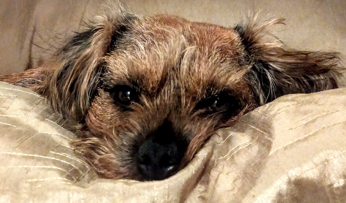 graceconsNHS's tweet photo. @clairewardNHS Must be a Border Terrier thing - my Paddy after a day lounging in the sun 😎❤️ https://t.co/5GbOrTFJpV