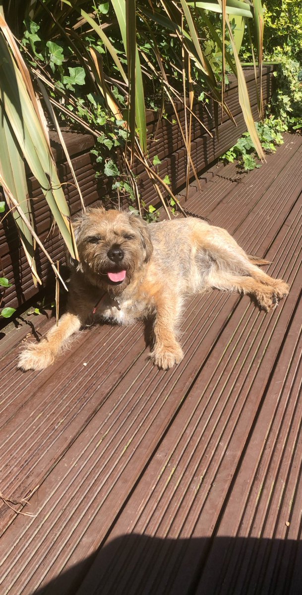 graceconsNHS's tweet photo. @clairewardNHS Must be a Border Terrier thing - my Paddy after a day lounging in the sun 😎❤️ https://t.co/5GbOrTFJpV