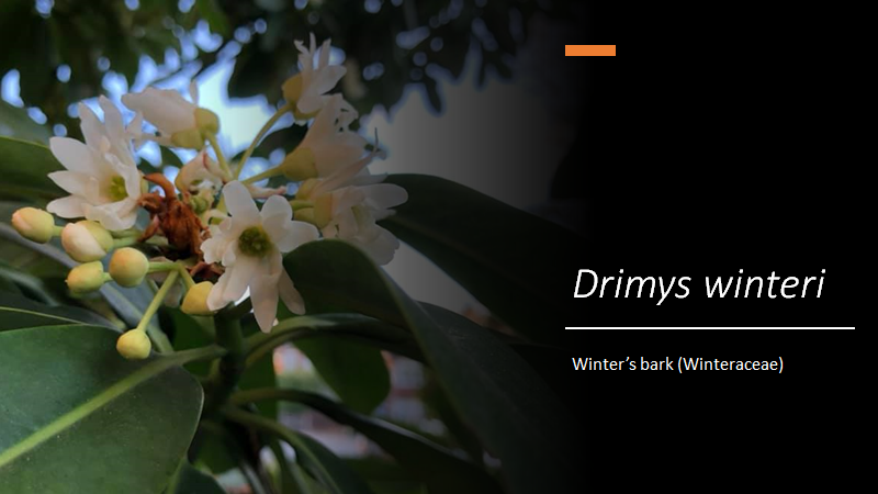 michaelffay60's tweet photo. #Drimys winteri (Winter’s bark; #Winteraceae) flowering in our front garden https://t.co/MlyWfaHANf