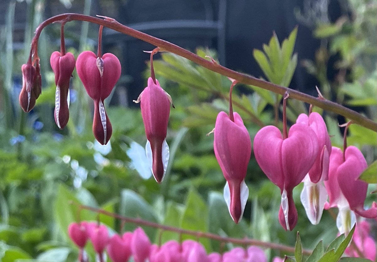 ElizAthertonSop's tweet image. My sister’s #Dicentra #BleedingHeart. She loved these as much as I do, and her plant sits pride of place in the flower bed I created in her memory. #NeverTooYoung