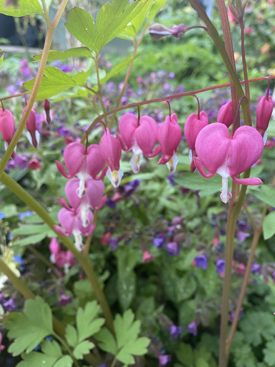 ElizAthertonSop's tweet image. My sister’s #Dicentra #BleedingHeart. She loved these as much as I do, and her plant sits pride of place in the flower bed I created in her memory. #NeverTooYoung