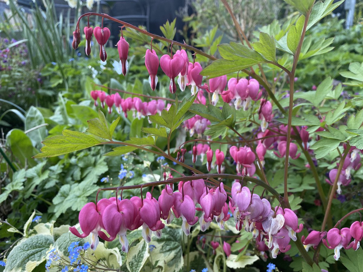 ElizAthertonSop's tweet image. My sister’s #Dicentra #BleedingHeart. She loved these as much as I do, and her plant sits pride of place in the flower bed I created in her memory. #NeverTooYoung