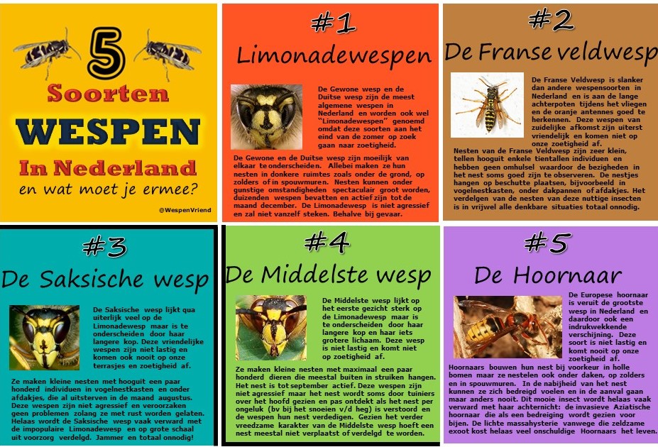 Een overzichtje van de 5 meest bekende sociale wespensoorten in NL (in totaal zijn er een stuk of 11). Allemaal hele mooie, fascinerende insecten die onmisbare ecosysteemdiensten vervullen en waar we dus heel blij mee zouden moeten zijn! #wespvandeweek