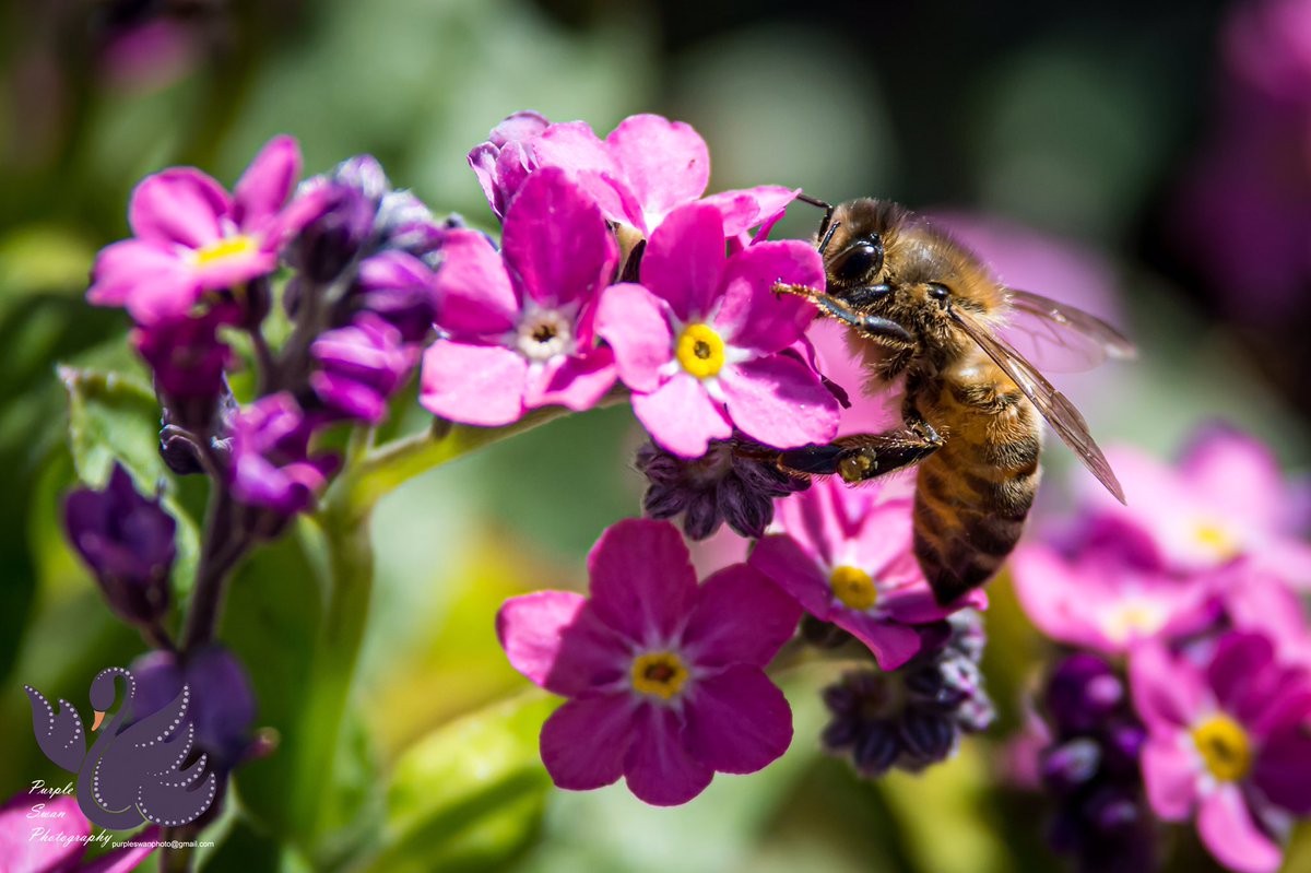 purpleswanphoto's tweet photo. Morning! Thought I’d share a bee with you all! Yes I managed to find some to photograph yesterday in #cripplegatepark! 

More later! #worcestershirehour #uptonhour #malvernhillshour https://t.co/3VdHF7mwXG