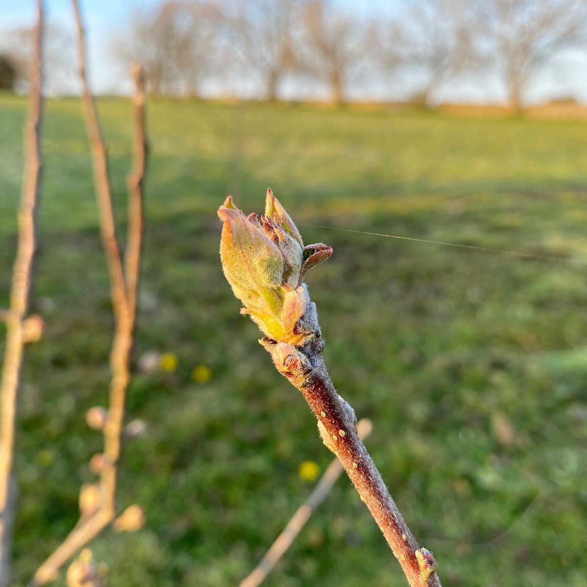 mrfothergill's tweet photo. In just one week, the fruit trees have gone from budding to unfurling to reveal more of the leaves to come, and blossom has appeared. Always an exciting part of spring!
https://t.co/ESS4PwdIWN
#springishere #fruittrees #treebuds #newgrowth #springgrowth #fruitharvest https://t.co/KK8IOeD0VI