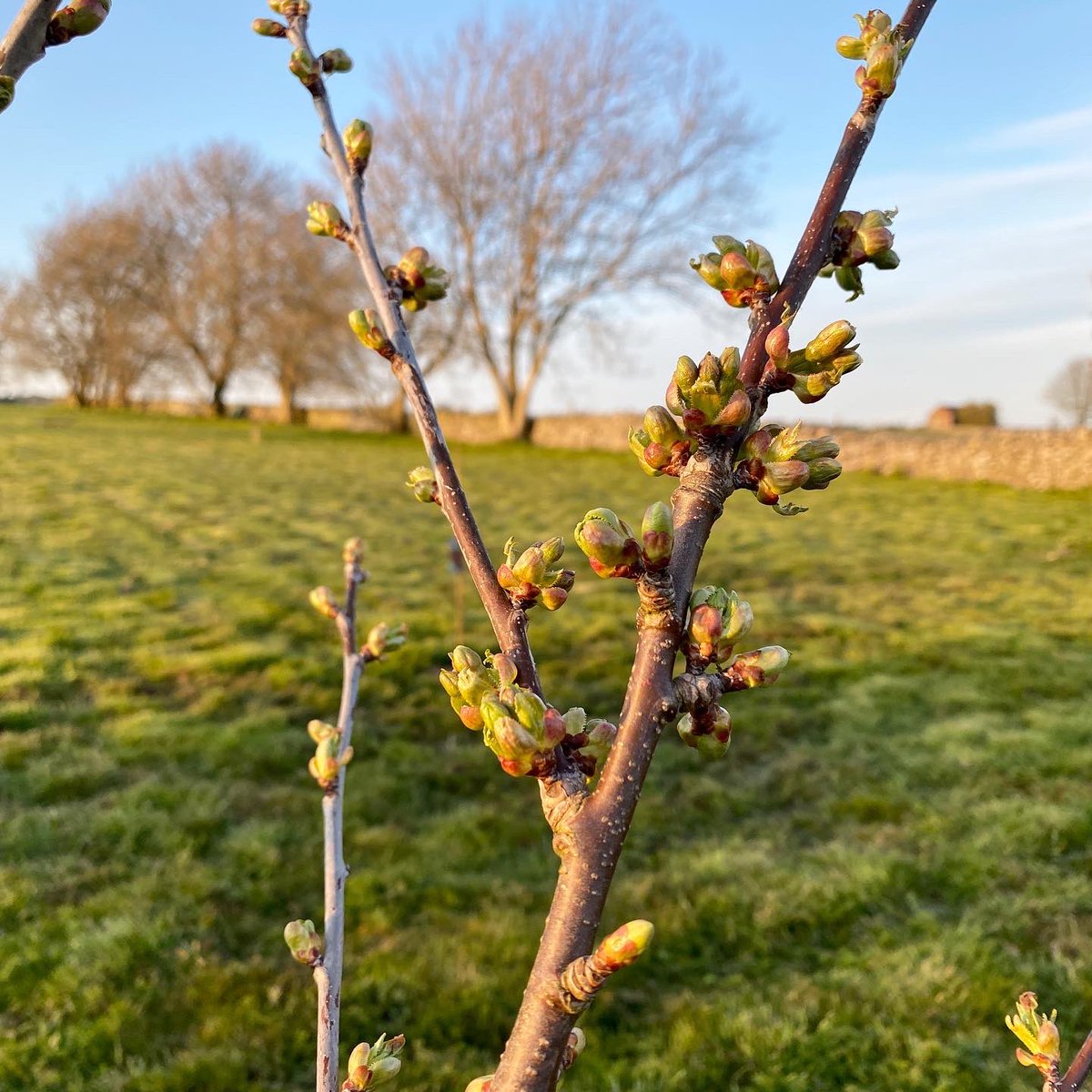 mrfothergill's tweet photo. In just one week, the fruit trees have gone from budding to unfurling to reveal more of the leaves to come, and blossom has appeared. Always an exciting part of spring!
https://t.co/ESS4PwdIWN
#springishere #fruittrees #treebuds #newgrowth #springgrowth #fruitharvest https://t.co/KK8IOeD0VI