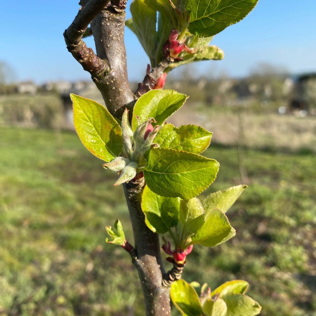 mrfothergill's tweet photo. In just one week, the fruit trees have gone from budding to unfurling to reveal more of the leaves to come, and blossom has appeared. Always an exciting part of spring!
https://t.co/ESS4PwdIWN
#springishere #fruittrees #treebuds #newgrowth #springgrowth #fruitharvest https://t.co/KK8IOeD0VI