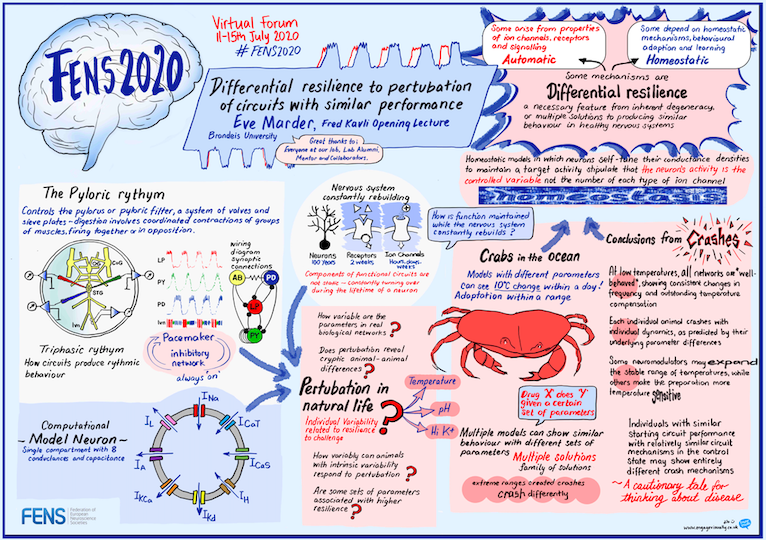 FENS (@fensorg) on Twitter photo 🎓Revisiting some of the most memorable #FENS2020 Virtual Forum content! –
🖐️Remember Eve Marder’s Fred Kavli Opening Lecture and its graphic recording by <a href="/EngageVisually/">Debbie Roberts</a> ?
➡️Graphics of your favourite lectures: fens.org/en/News-Activi…
#FENSFriday #Neuroscience <a href="/SocNeuro_Tweets/">Société des Neurosciences</a> 🎓Revisiting some of the most memorable #FENS2020 Virtual Forum content! –
🖐️Remember Eve Marder’s Fred Kavli Opening Lecture and its graphic recording by <a href="/EngageVisually/">Debbie Roberts</a> ?
➡️Graphics of your favourite lectures: fens.org/en/News-Activi…
#FENSFriday #Neuroscience <a href="/SocNeuro_Tweets/">Société des Neurosciences</a>