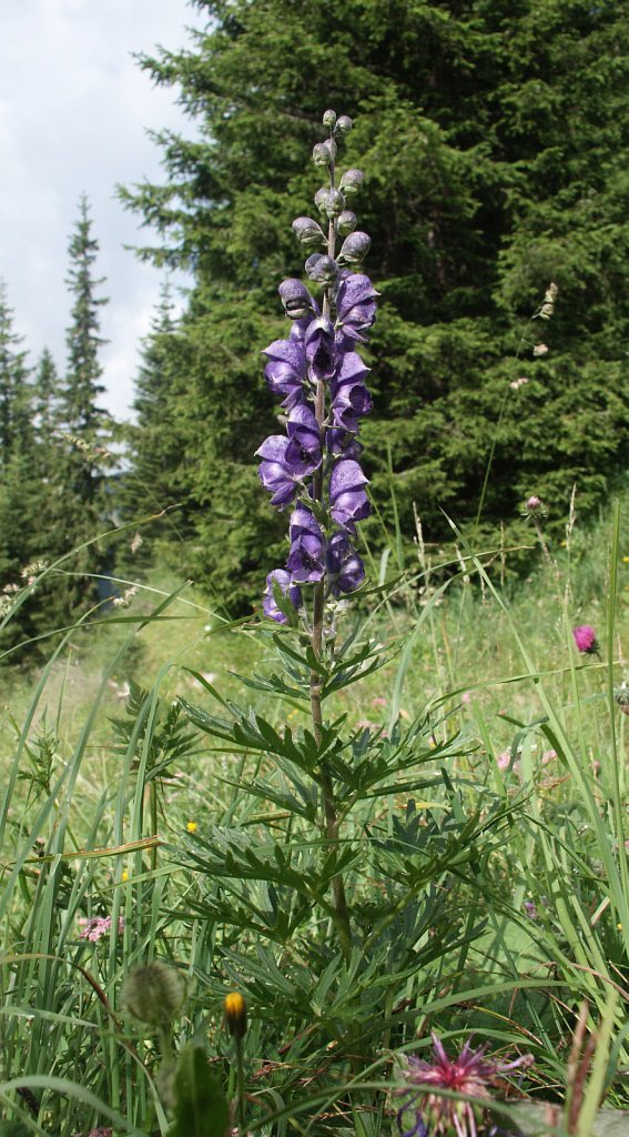 As pointed out by  @EvolSpell, I somehow failed to mention the cabinet held aconite as well. Also known as monkshood or wolfsbane, it reportedly claimed the lives of Socrates, Alexander the Great, and Pope Clement VII. Though highly poisonous, it was thought to cure lycanthropy.