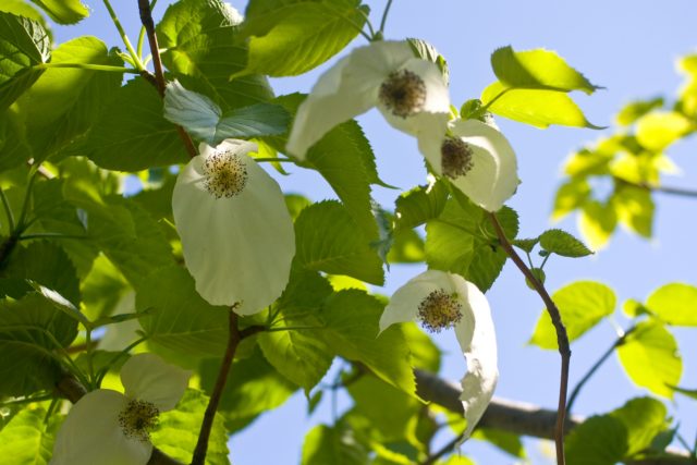散歩途中、野生のハンカチの木が群生している林に入った。無数の花びらが風に揺られてチャットのよう。あっちで、ハラハラ、こっちでヒラヒラ。一人で長い時間、見とれてい ました。風と空と太陽のきれいな日   。
#散歩、#ハンカチの木