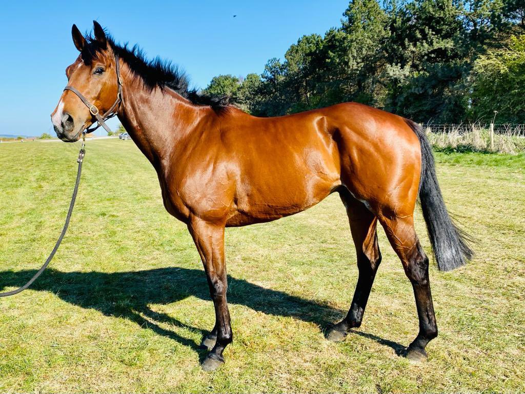CharliePoste's tweet photo. Another good weekend for the yard finished off with Beau Sancy winning yesterday @LarkhillRacing for Owner/Rider Gordy Hopkinson @francesca_nimmo #Stationyard https://t.co/6CQ2EK8fno