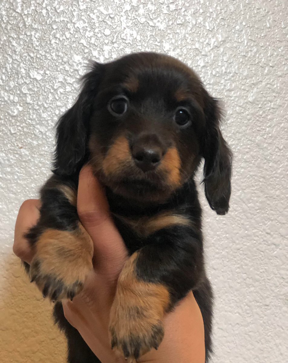 Willow at 6 weeks. Less than 2 weeks until she comes home! We hear she is brave, adventurous and first to try new things! ;0). That’s our baby!!!