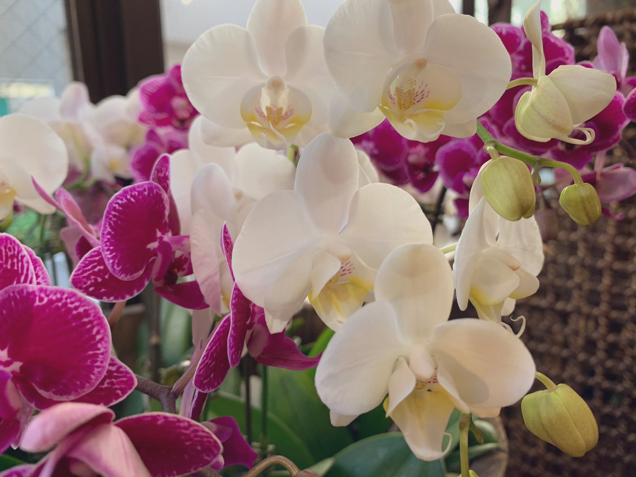 上野稲荷町の花屋 花時計 公式 スタッフのクロック フォロワー1万人で1万本配布予定 お花ってキャンセル出来るでしょ 問題 今日先日ご注文いただいてお支払い済みにお花の注文に対して キャンセルがありました 緊急事態宣言が出て お店の