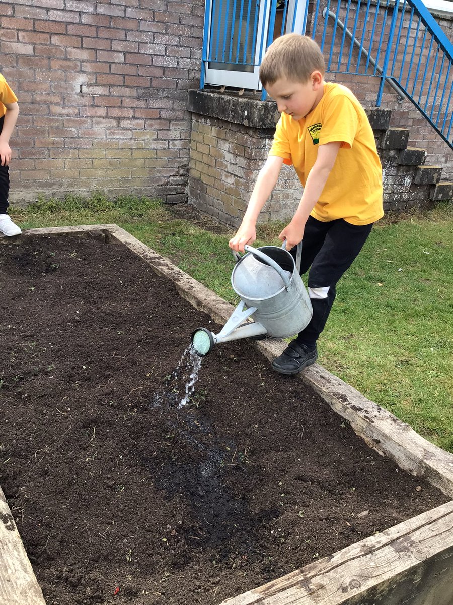 minishant_ps's tweet photo. Class 1 giving the potatoes a good water for over the weekend. #growyourown #marispipers https://t.co/DtyJnrxtqN