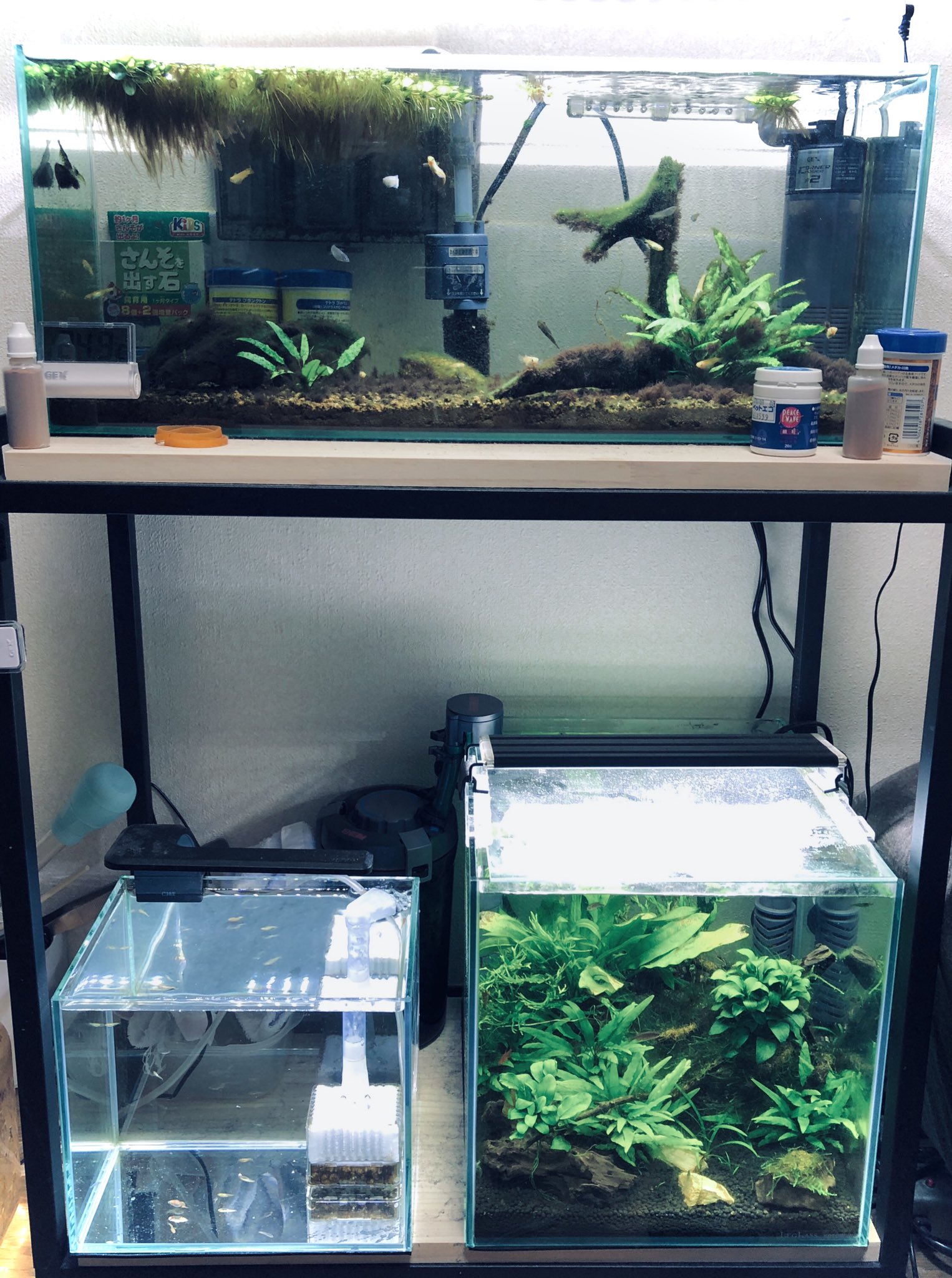 陸河童 メダカ稚魚水槽のメンテも済んだ ふい 疲れた メダカ アクアリウム T Co Vgguomgjpg Twitter