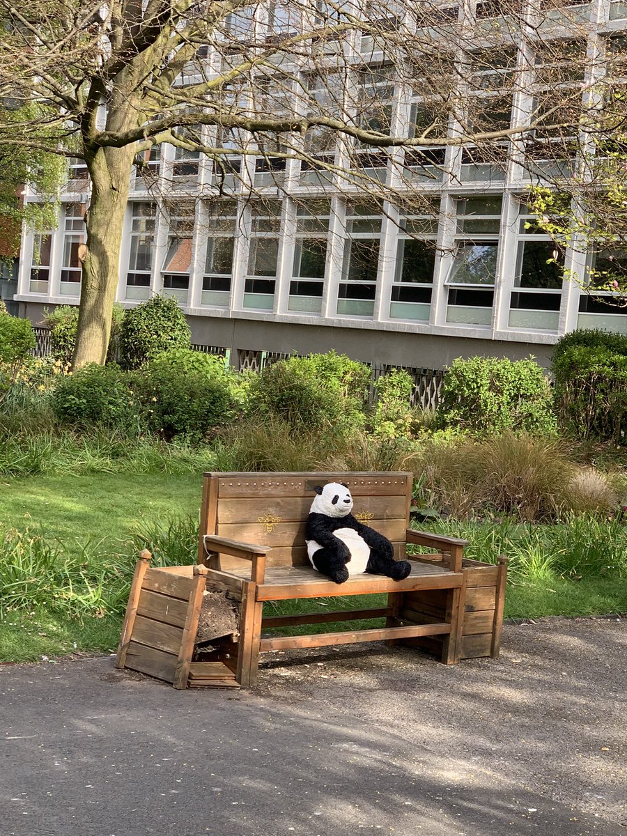 SandraMartorell's tweet image. Breaking News! There is a Panda in Saint John a Gardens! 😅🐼 Good morning! #randomthings #manchesterparklife