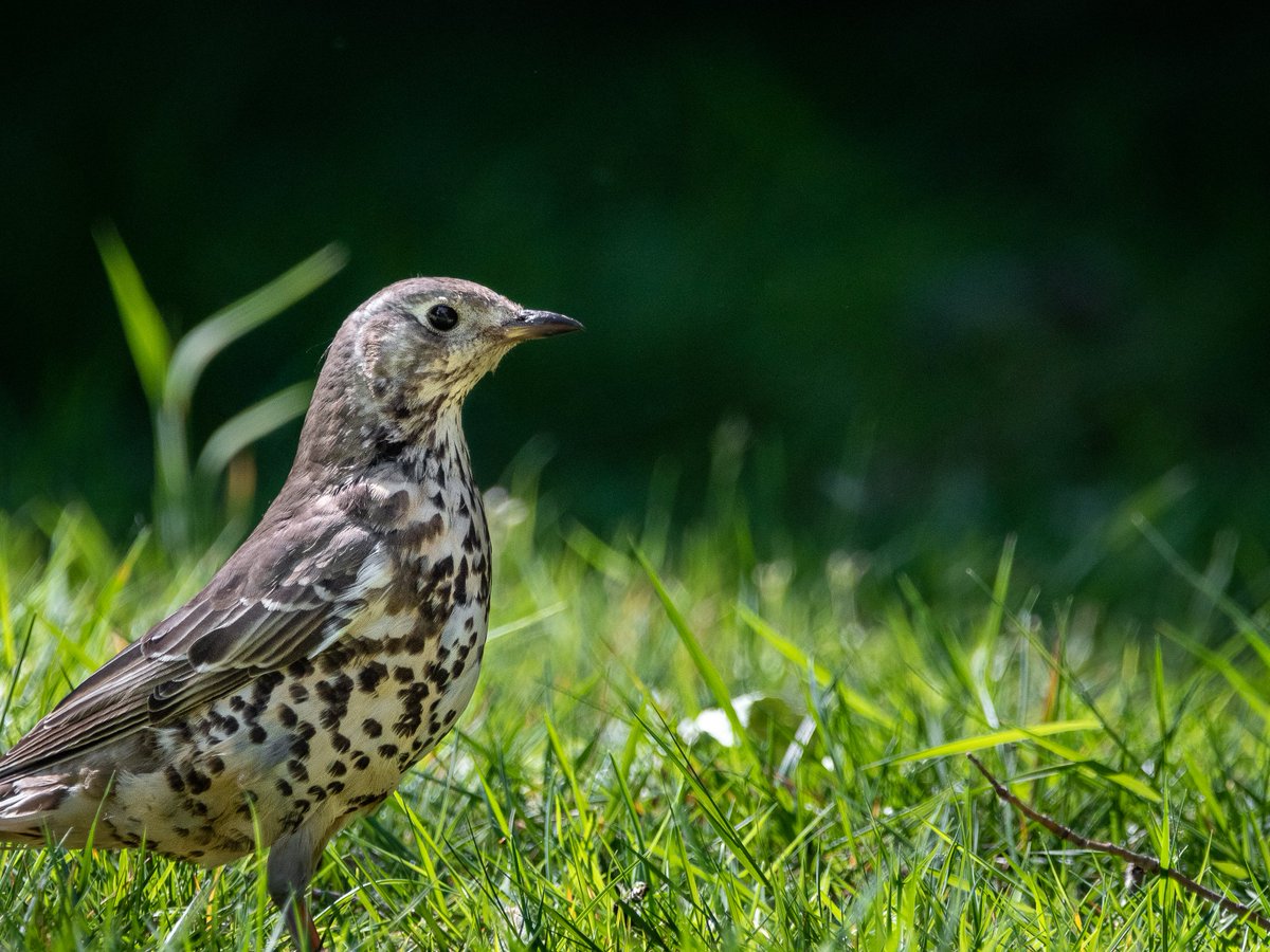 JQCemeteries's tweet photo. Saturday 1st May we'll be getting an early start with @godsacre and @WTBBC for a Dawn Chorus walk, meeting in Key Hill Cemetery at 5am. #CityNatureChallenge
Want to join us? It's free to book!
Some images by @LizeeOliver of birds we might spot...
https://t.co/TpHn84andX https://t.co/7LMMivq7Ga