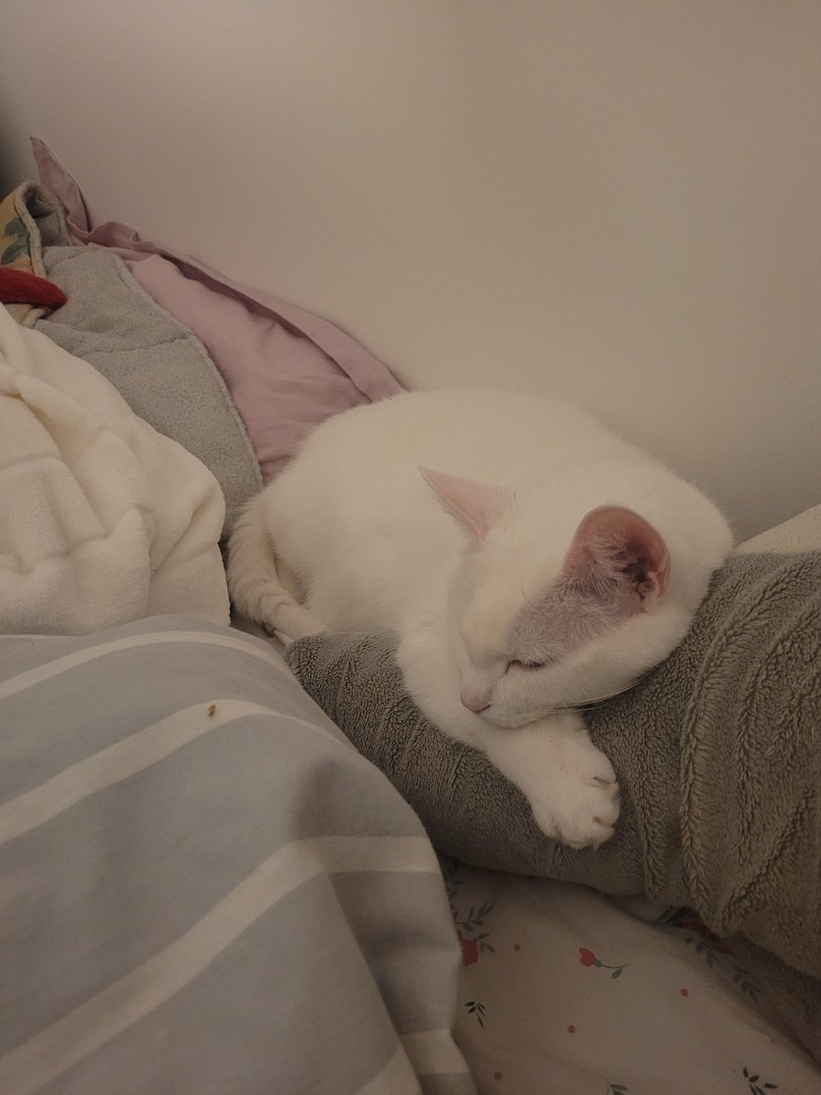 postichon's tweet image. L'amour de Khaleesi pour cette peluche est inexplicable ! Depuis son 1er jour avec moi elle l'aime ! Elle dort dessus très souvent ! 
C'est un requin de 1m qui est son matelas personnel 😎