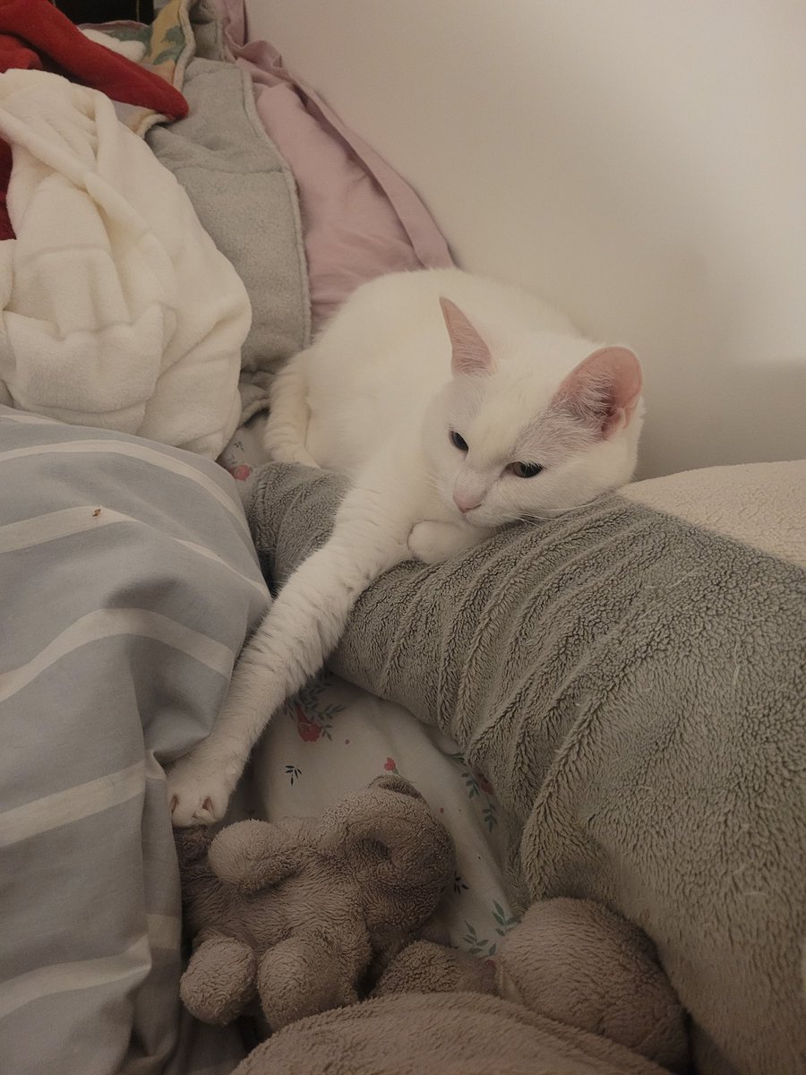 postichon's tweet image. L'amour de Khaleesi pour cette peluche est inexplicable ! Depuis son 1er jour avec moi elle l'aime ! Elle dort dessus très souvent ! 
C'est un requin de 1m qui est son matelas personnel 😎