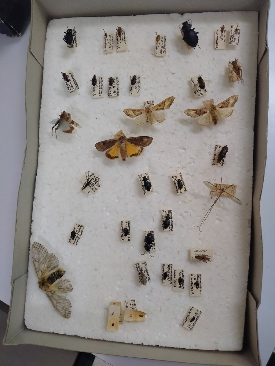 mariuorienta's tweet photo. ¡Resolvemos el enigma! ¡De bichos iba la cosa en el @iesalagon! ¡¡Gracias Thales por esta masterclass!!😊🧐#artropodos #insectario #profesactivos #alumnadomotivado @alagon_orienta https://t.co/EepyIiutbZ