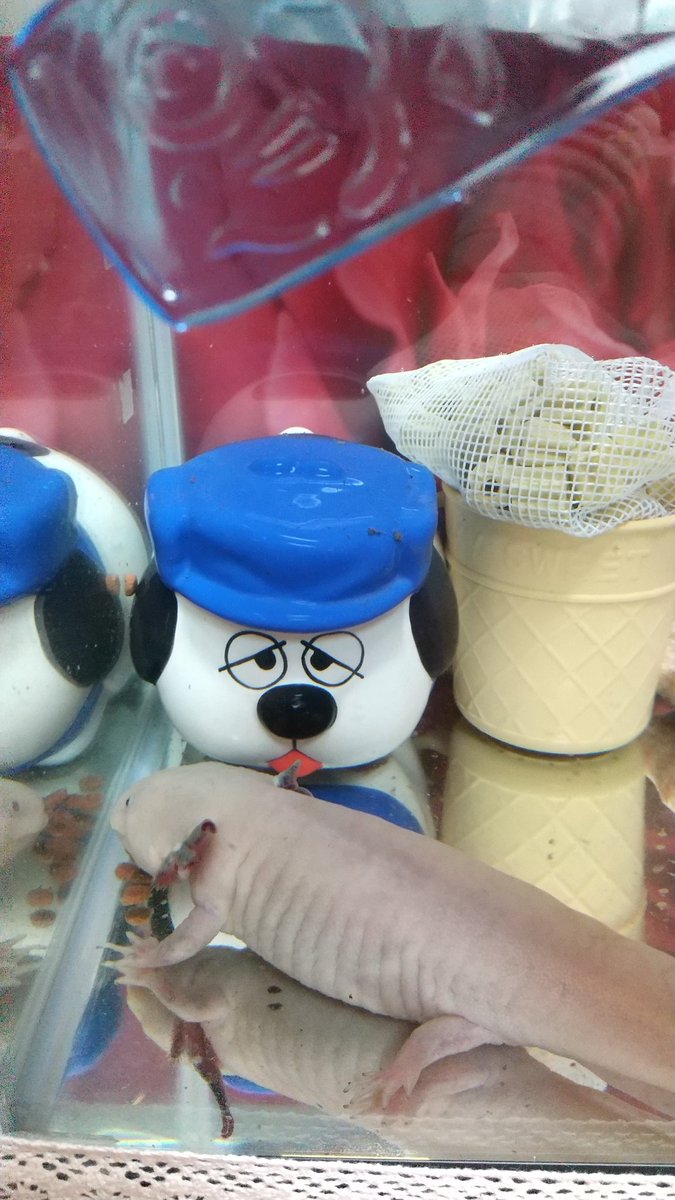 برچسب ｳｰﾊﾟｰﾙｰﾊﾟｰ در توییتر