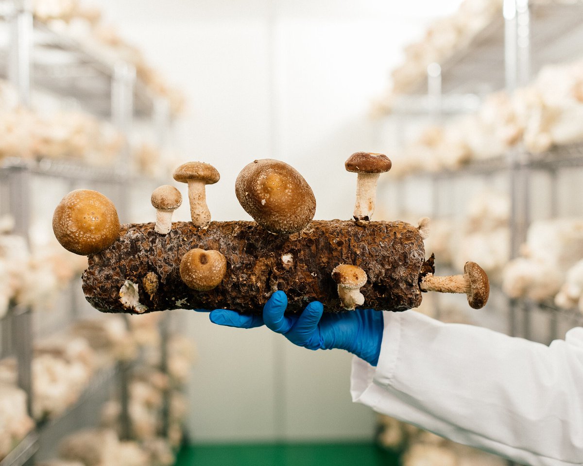 Dr. Rosalind G McAlpine tweet media