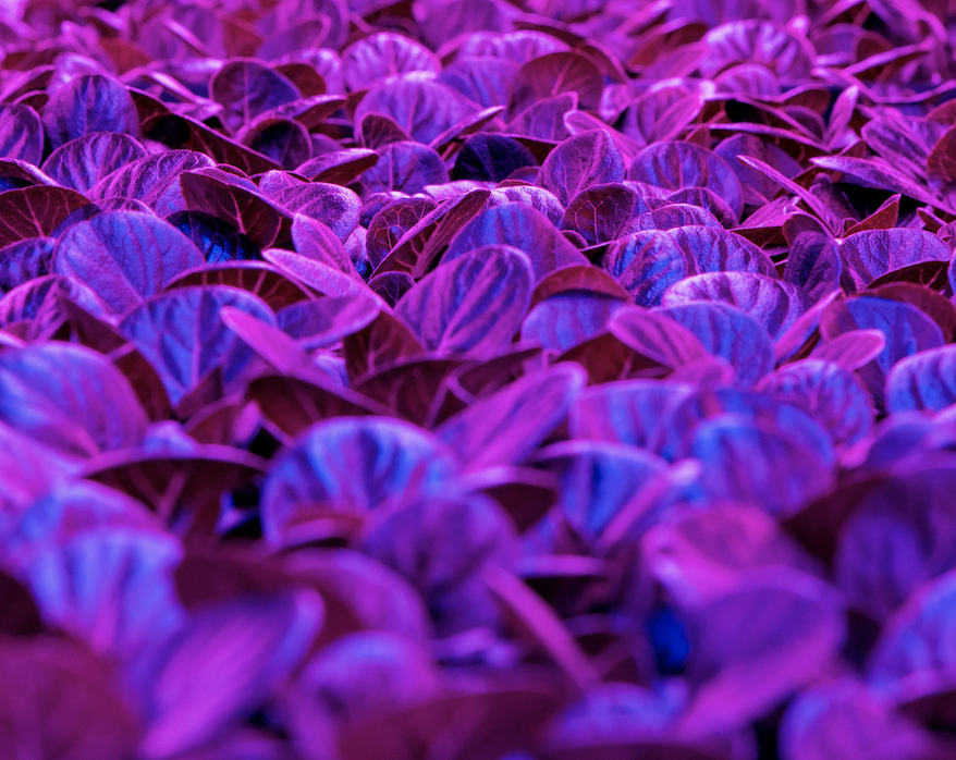 Infinite Harvest tweet media