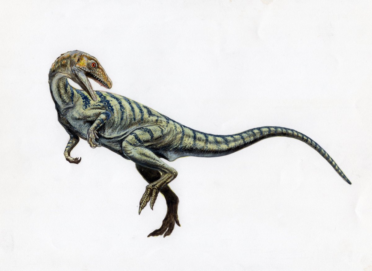 山本聖士 恐竜復元教 恐竜異説読も Yamamotoyama555 Twitter