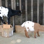 ここまで一緒は珍しい？ハッキリと模様が一致しているヤギの双子!