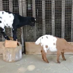 ここまで一緒は珍しい？ハッキリと模様が一致しているヤギの双子!