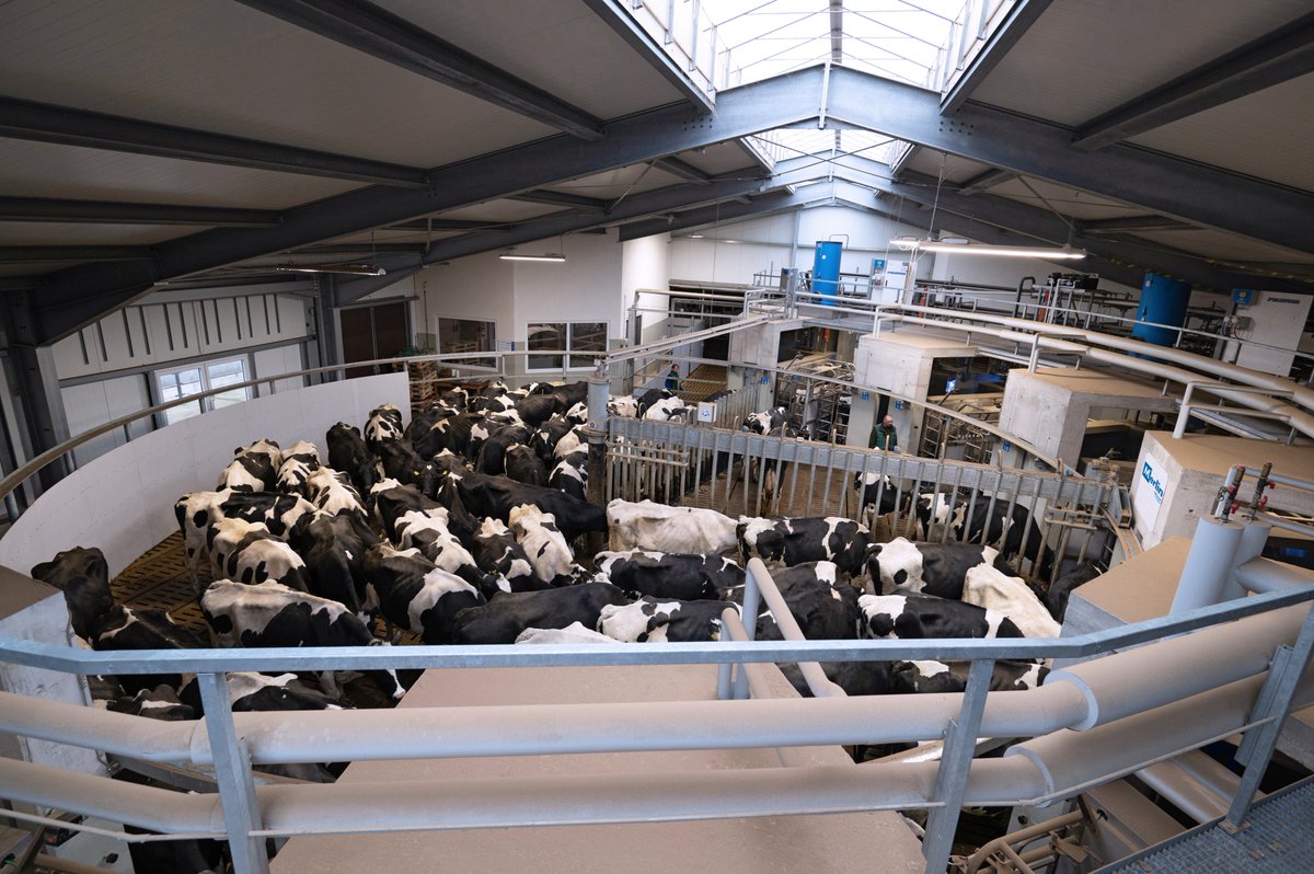 FullwoodPackoGr's tweet image. M²erlin Meridian Batch Milking combines the advantages of both conventional and robotic milking it&apos;s the #bestofboth worlds

Click the link in our bio to find out more about
#M2erlinMeridian 👉

#farming #fullwoodpacko #dairy365