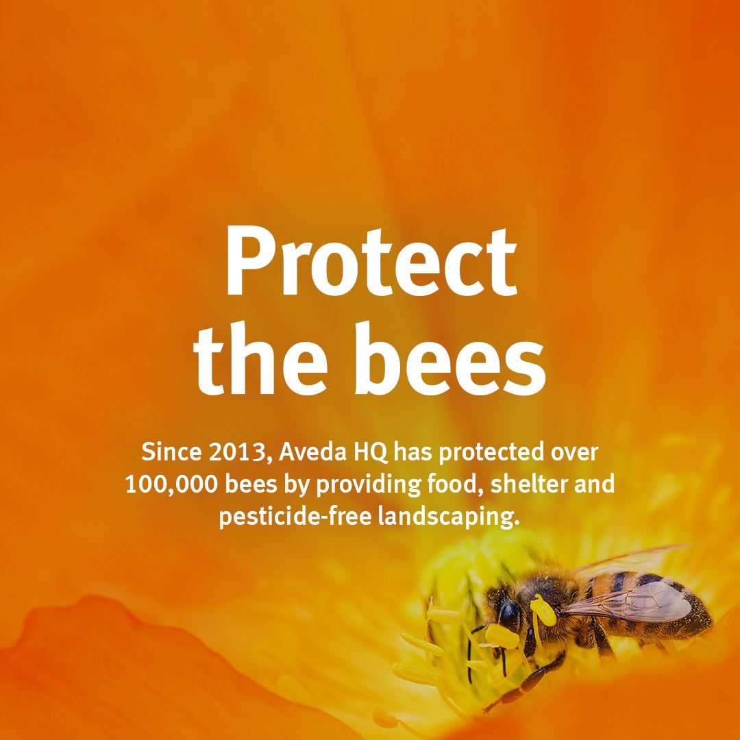 avedacolumbus's tweet photo. ☀️ Aveda HQ’s solar power array doesn’t only provide half of the year’s manufacturing energy.

🐝 It’s also wildlife friendly, utilizing a diverse mix of more than 26 plants to provide exceptional habitat for pollinators. https://t.co/mdTo7f5i4R