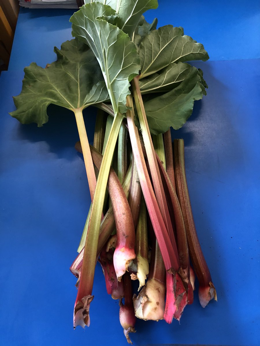 Collected our first batch of rhubarb today from the Kitchen Garden. <a href="/BelmontSchoolW4/">Belmont School W4</a>