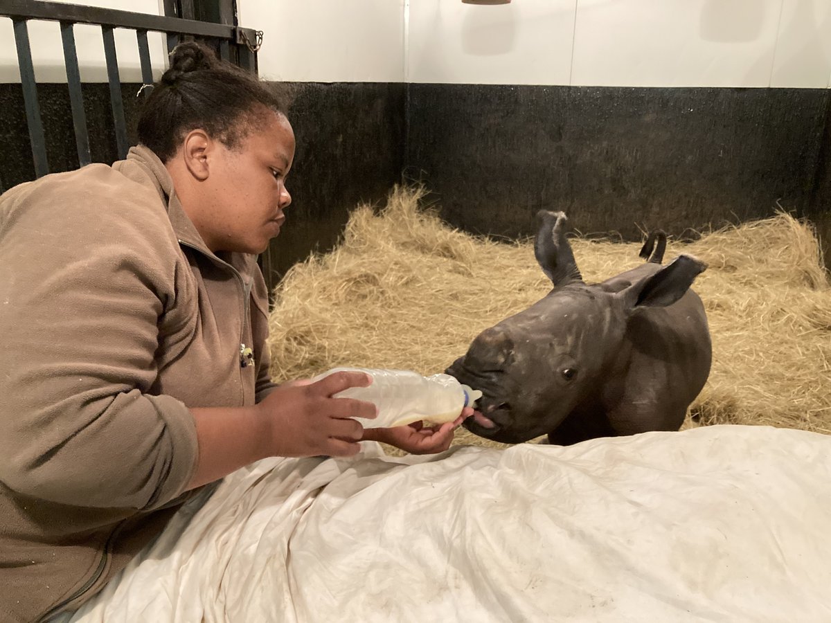 HelpingRhinos's tweet photo. EMERGENCY RHINO ORPHAN APPEAL: Little Guy is thoroughly enjoying his feeds! Please donate to our urgent appeal to help provide the vital milk he needs to keep getting stronger 🙏https://t.co/rQTQfjzF8D #RhinoOrphan https://t.co/9qVVHGVAX1
