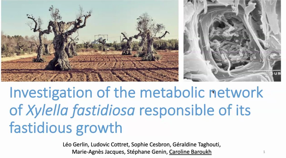 xf_actors's tweet photo. #Xylella21: session 1 continues with @CarolineBaroukh from @LIPME_Toulouse sharing her contribution:
"Investigation of the #metabolicnetwork of #Xylellafastidiosa responsible of its fastidious growth"
#Xylella #genetics #research https://t.co/Nn1NAcCJMh
