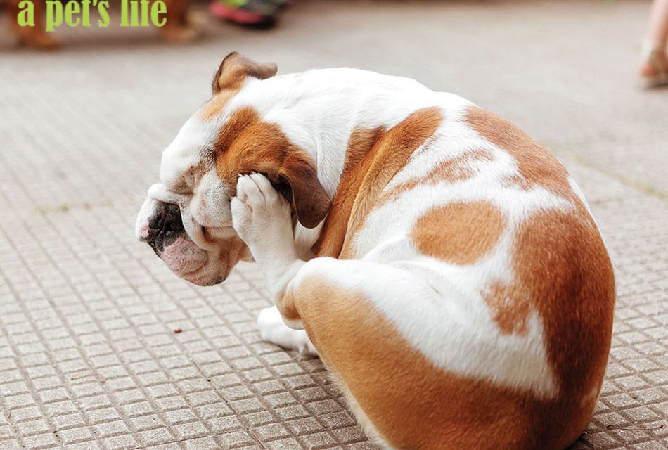 APLMagazine's tweet photo. Spring is a good time to remember that fleas, ticks and mosquitoes thrive in San Diego County. Fortunately, all these diseases can be prevented by regular use of veterinary products that prevent the bites of fleas and ticks. Read more: https://t.co/FQqmrHJfoU https://t.co/NbQHT05EgM