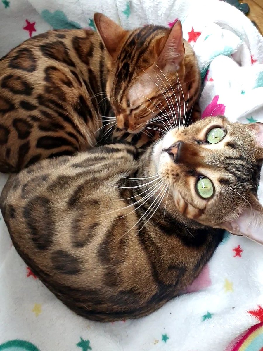 person_split's tweet image. Monday's are for resetting! Getting chores done and for being me.

Do something nice today - treat yo'self 

Love from me, Chris and the girls &amp;lt;3