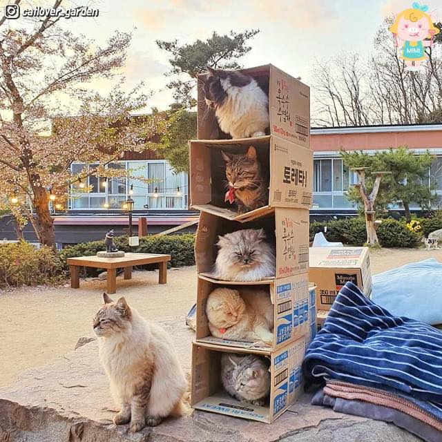 I visited a cat cafe in Korea and I didn't like it - La Vida Nómade