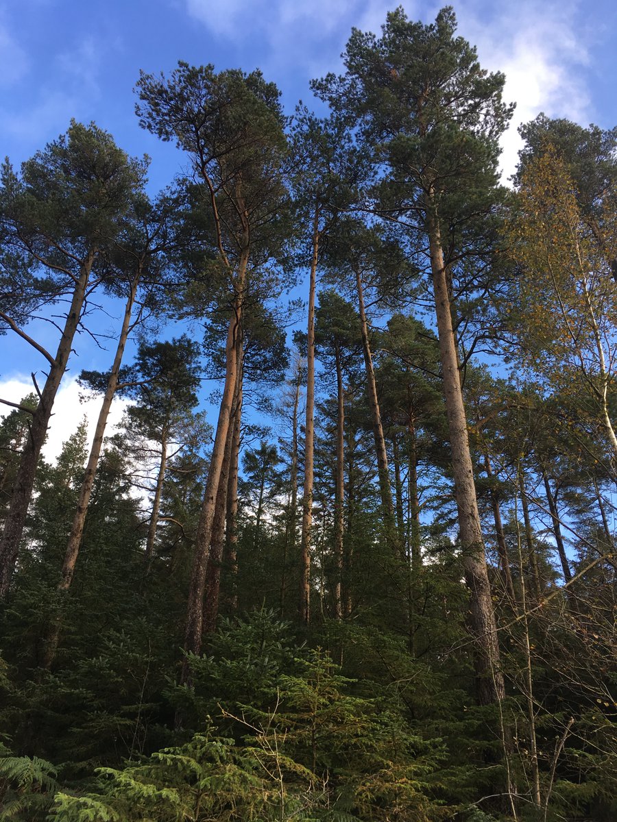 If you know anyone who is concerned about  #climateemergency, passionate about trees, woodlands & forests, & dreams of being paid to manage, conserve, protect, study & nurture them, tell them about  #forestry  @bangorsNs  #makeadifference (16/-)